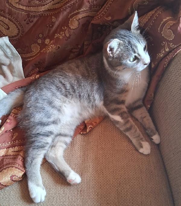 Ciccio micio simpatico e gioioso Foto 5